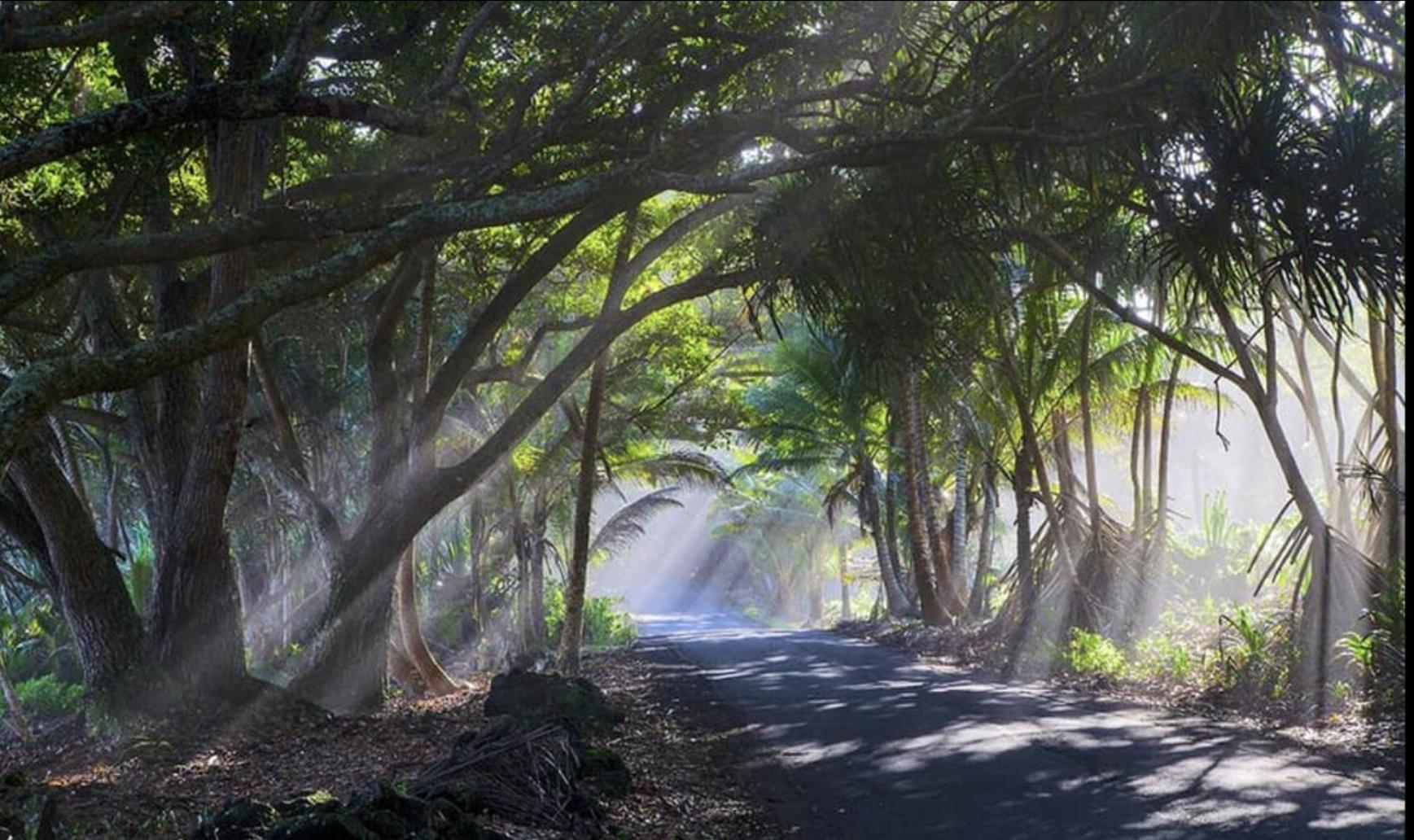Tropical Zen Bungalow Pahoa Eksteriør billede